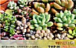 办公室十大盆景TOP1-多肉植物