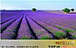 全球十大名花TOP1-薰衣草