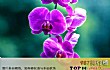 最知名的兰花品种LOGO