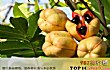 世界十大最稀有的水果TOP1-西非荔枝果