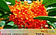 桂花十大品种TOP1-状元红