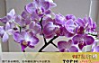 兰花十大品种TOP1-蝴蝶兰
