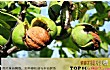 最常见的十大坚果干果品种TOP1-核桃