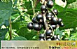 世界最酸的十大水果TOP1-酸葡萄