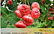 形状最奇葩的十大水果TOP1-莲雾