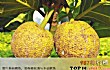 口感最奇怪的十大水果TOP1-面包果