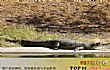 世界最凶猛的十大鳄鱼TOP1-恒河鳄