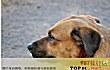 中国十大本土特有犬种TOP1-中华田园犬