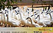 中国十大名鸭品种TOP1-连城白鸭