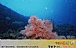 世界十大面积最大的海TOP1-珊瑚海