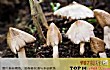 十大抗癌野生菌TOP1-鸡枞菌