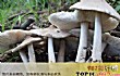 农村十大名贵山珍TOP1-野蘑菇