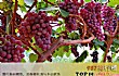 新疆十大知名特色农产品TOP1-吐鲁番葡萄