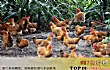 中国十大名鸡品种排行TOP1-海南文昌鸡