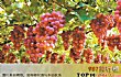 新疆十大特产水果TOP1-吐鲁番葡萄