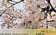 科普中国十大最美大学TOP1-武汉大学