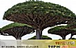 世界上十大最奇怪的树TOP1-龙血树