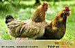 海南可以带走的十大特产TOP1-海南文昌鸡