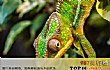 十大食肉宠物榜单TOP1-变色龙