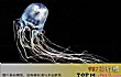 十大最危险的海洋生物TOP1-箱水母