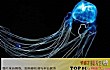 世界上最毒的水母十大排名TOP1-箱水母