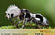 十大酷似外星生物的神奇动物TOP1-熊猫蚂蚁