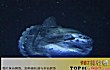 世界十大繁殖能力最强的动物TOP1-翻车鲀鱼