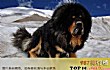 世界十大最危险猛犬TOP1-藏獒