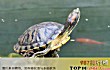 十大最好养的乌龟TOP1-巴西红耳龟