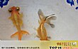 中国十大名贵金鱼TOP1-朝天龙金鱼
