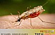 世界十大真正危险动物TOP1-疟蚊
