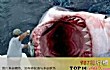 远古十大巨鲨TOP1-巨齿鲨