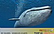 深海神秘巨型生物之最LOGO
