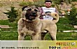 世界最大的狗十大排名TOP1-坎高犬