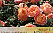 奥斯汀十大经典月季TOP1-草莓山
