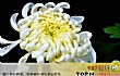 中国十大名花均上榜TOP1-菊花