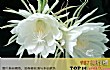 十大凄美之花的花语TOP1-昙花