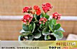 风水十大吉祥花TOP1-长寿花