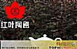 陶瓷餐具品牌十大排名TOP1-红叶陶瓷