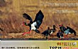 十大濒危鸟类TOP1-黑鹳