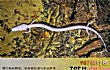 十大没有眼睛的动物TOP1-洞螈