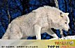 狼的战斗力十大排名TOP1-极地狼