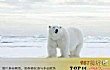 十大熊类战斗力排名TOP1-北极熊