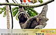 十大缓慢哺乳动物TOP1-三趾树懒