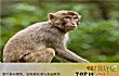 世界十大残忍美食TOP1-猴头