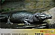 亚马逊河十大恐怖生物TOP1-黑凯门鳄