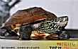 药用乌龟的十大排名TOP1-中华草龟