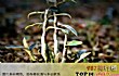 十大仙草药排名TOP1-铁皮石斛