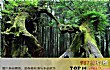 世界最美的十大名树TOP1-玛士撒拉树