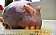 全球十大最可爱动物TOP1-海猪(最可爱的海洋生物)